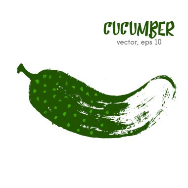 Salatalık eskiz sebze illüstrasyon. Elle çizilmiş fırça fo