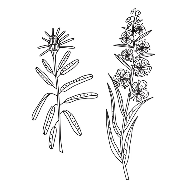 Zentangle the Baikal wildflowers: cyprus and rosemary — Stockový vektor