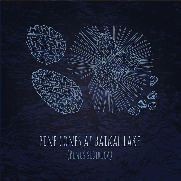 Baykal pinecones doodle tarzında illüstrasyon. Vektör tek renkli
