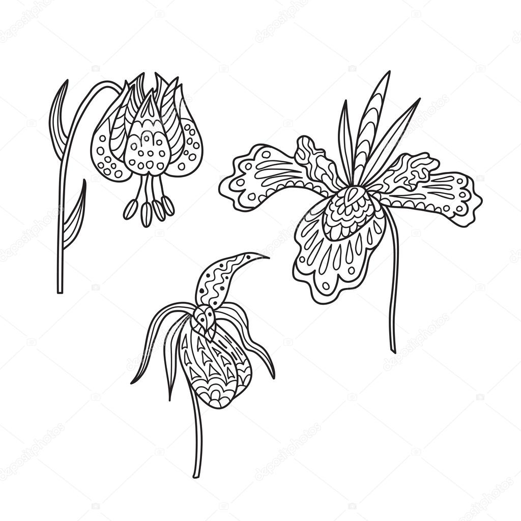 Zentangle the Baikal wildflowers: lily, iris and orchid