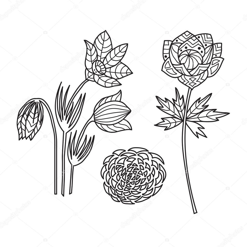 Zentangle the Baikal wildflowers for adult anti stress Coloring Page