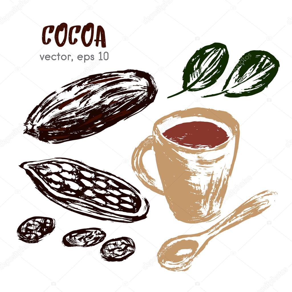 Sketched illustration of cocoa bean. Hand drawn brush food ingre