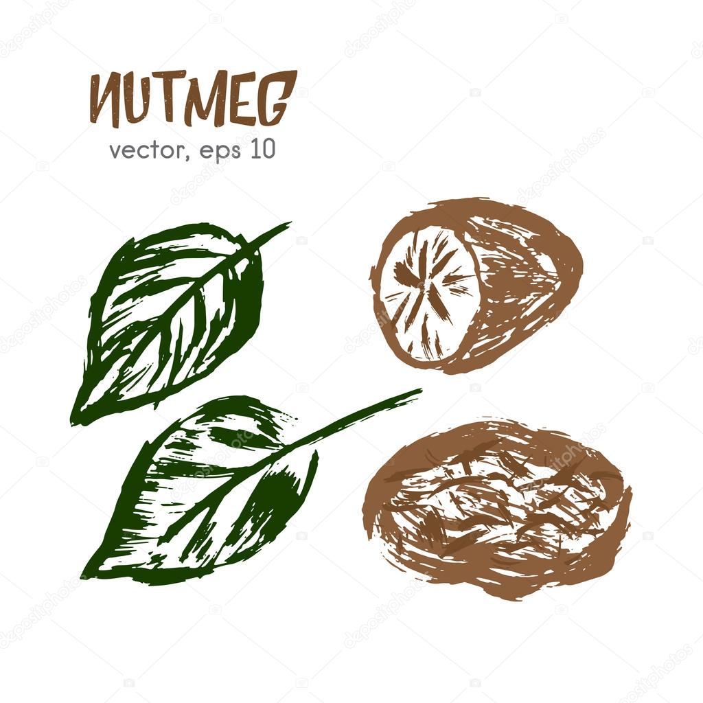 Sketched illustration of nutmeg. Hand drawn brush food ingredient. Vector bio and eco icon, logo design template. Concept for organic products, harvest, healthy food, vegetarian, raw food diet.
