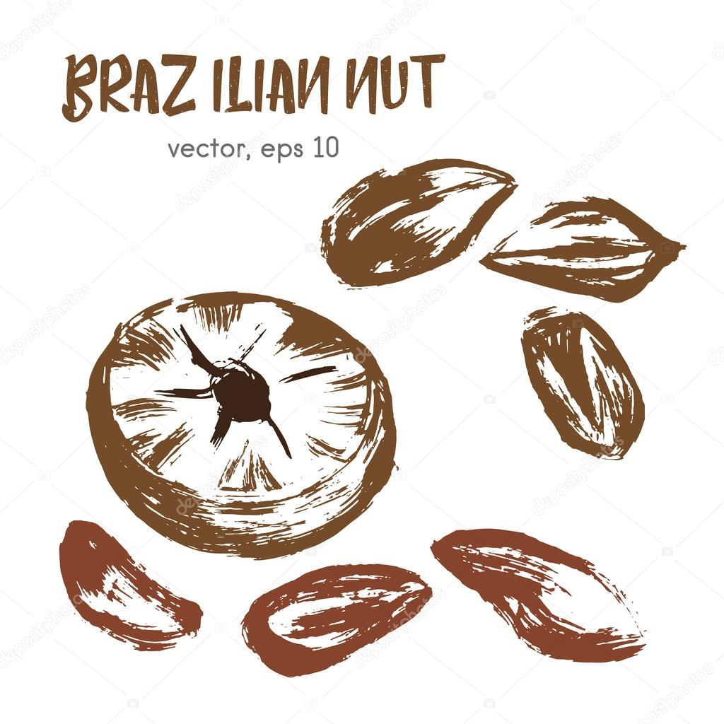 Sketched illustration of brazilian nut. Hand drawn brush food in