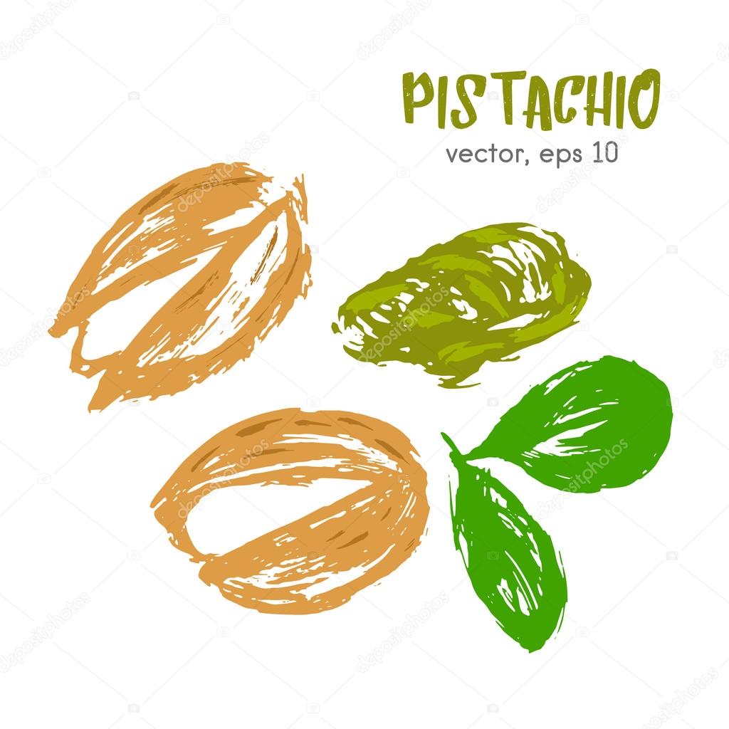 Sketched illustration of pistachio nut. Hand drawn brush food ingredient. Vector bio and eco icon, logo design template. Concept for organic products, harvest, healthy food, vegetarian, raw food diet.