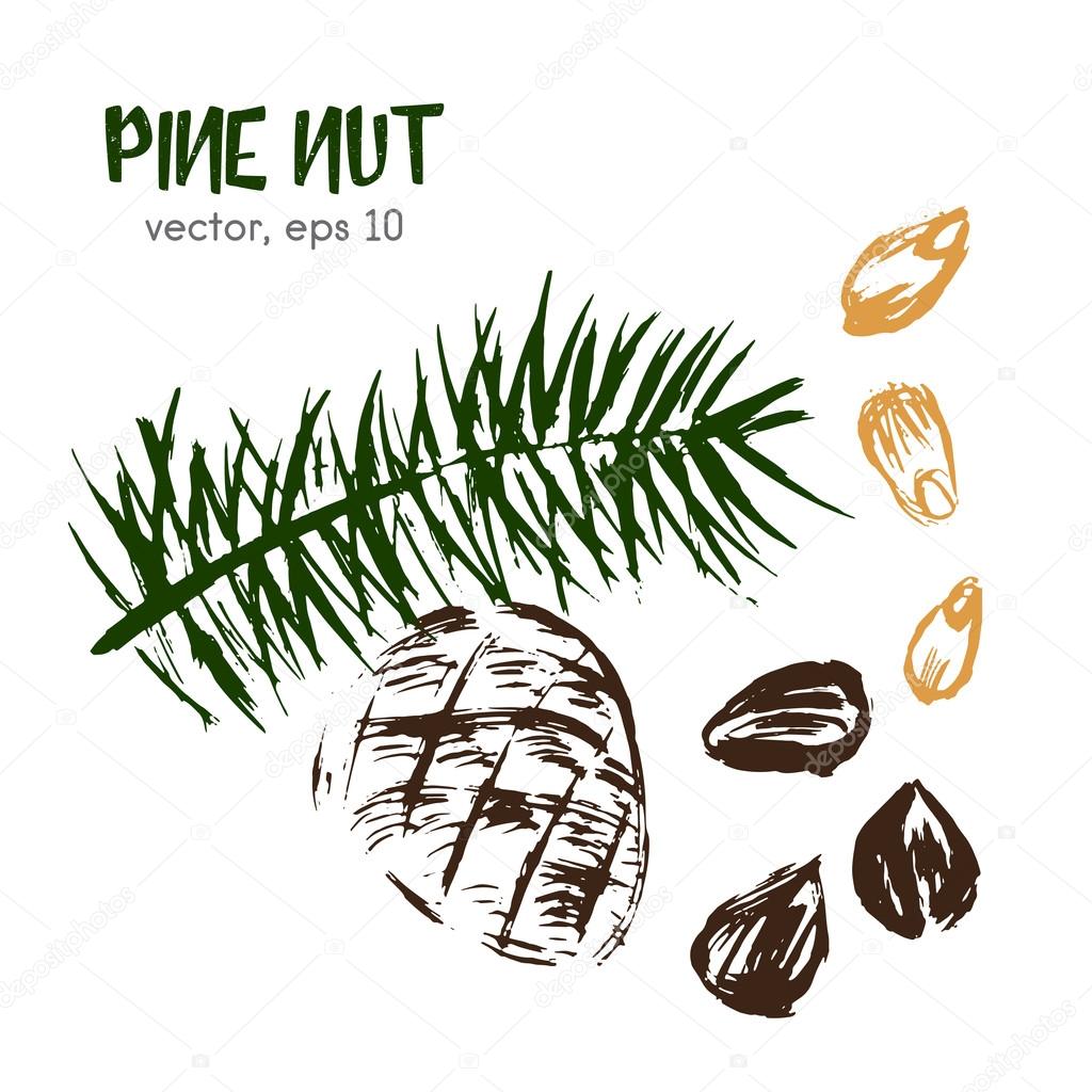 Sketched illustration of pine nut. Hand drawn brush food ingredient. Vector bio and eco icon, logo design template. Concept for organic products, harvest, healthy food, vegetarian, raw food diet.