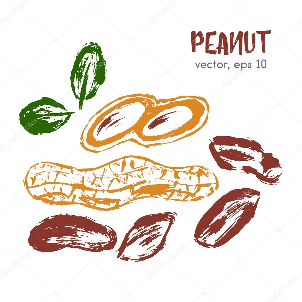 Sketched illustration of peanut. Hand drawn brush food ingredient. Vector bio and eco icon, logo design template. Concept for organic products, harvest, healthy food, vegetarian, raw food diet.