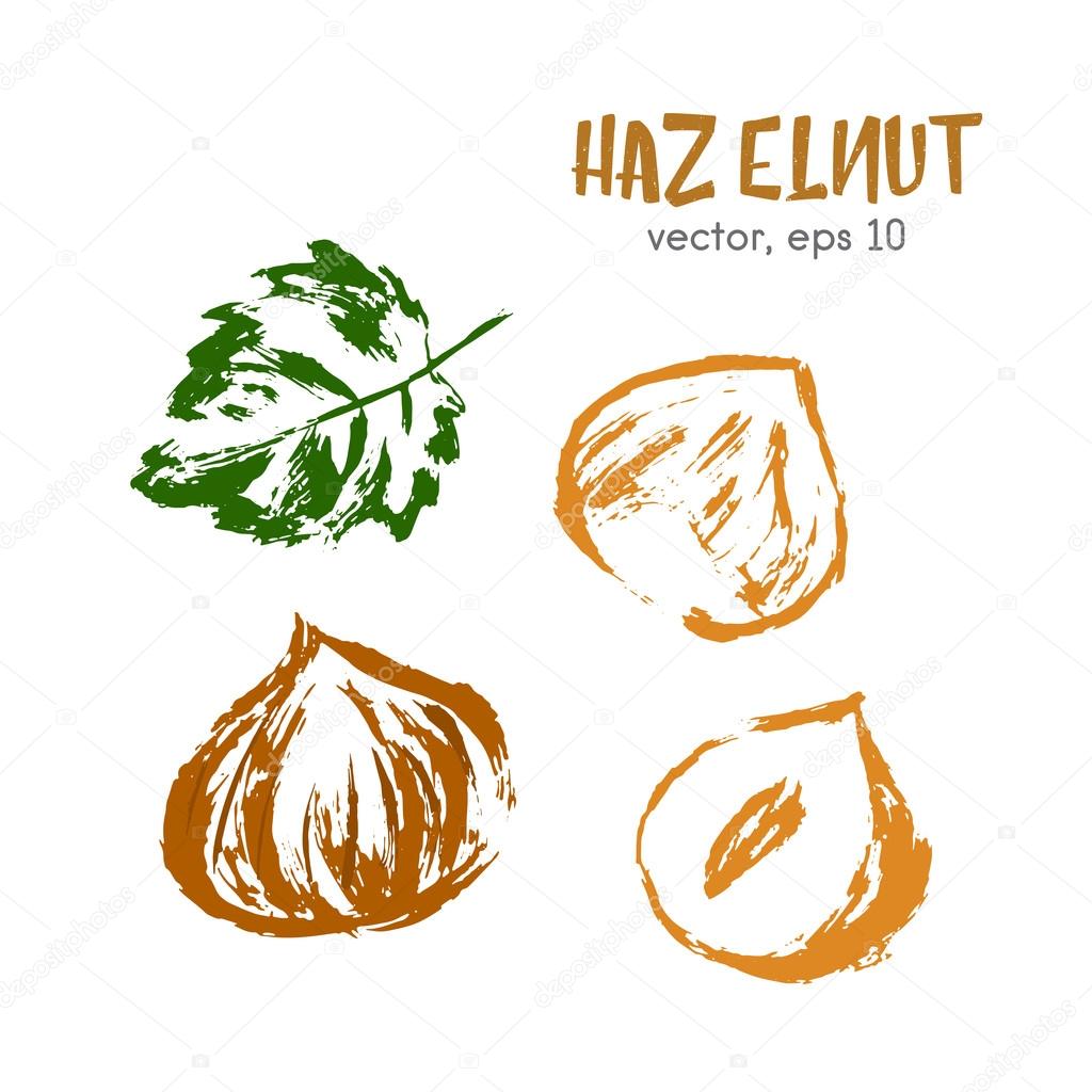 Sketched illustration of hazelnut. Hand drawn brush food ingredient. Vector bio and eco icon, logo design template. Concept for organic products, harvest, healthy food, vegetarian, raw food diet.