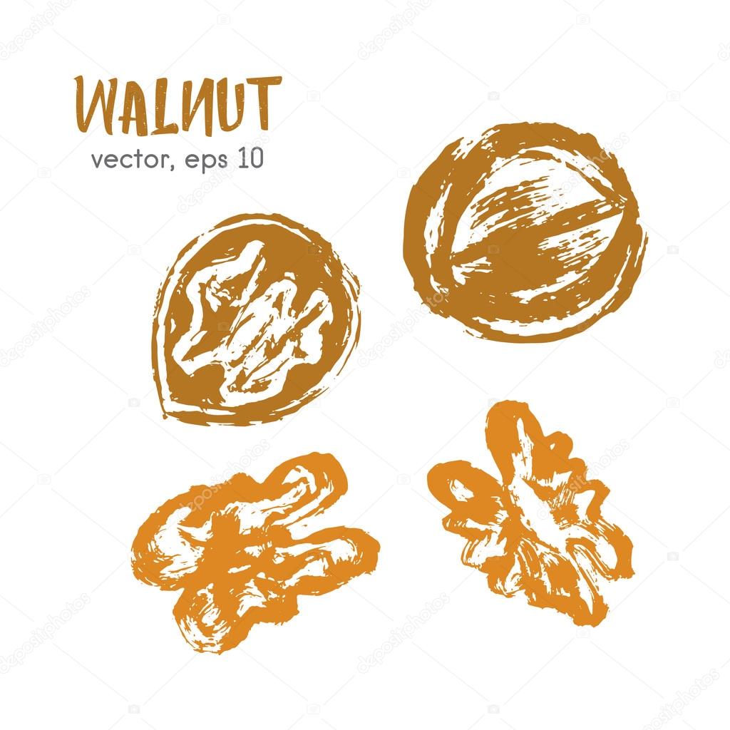 Sketched illustration of walnut. Hand drawn brush food ingredien