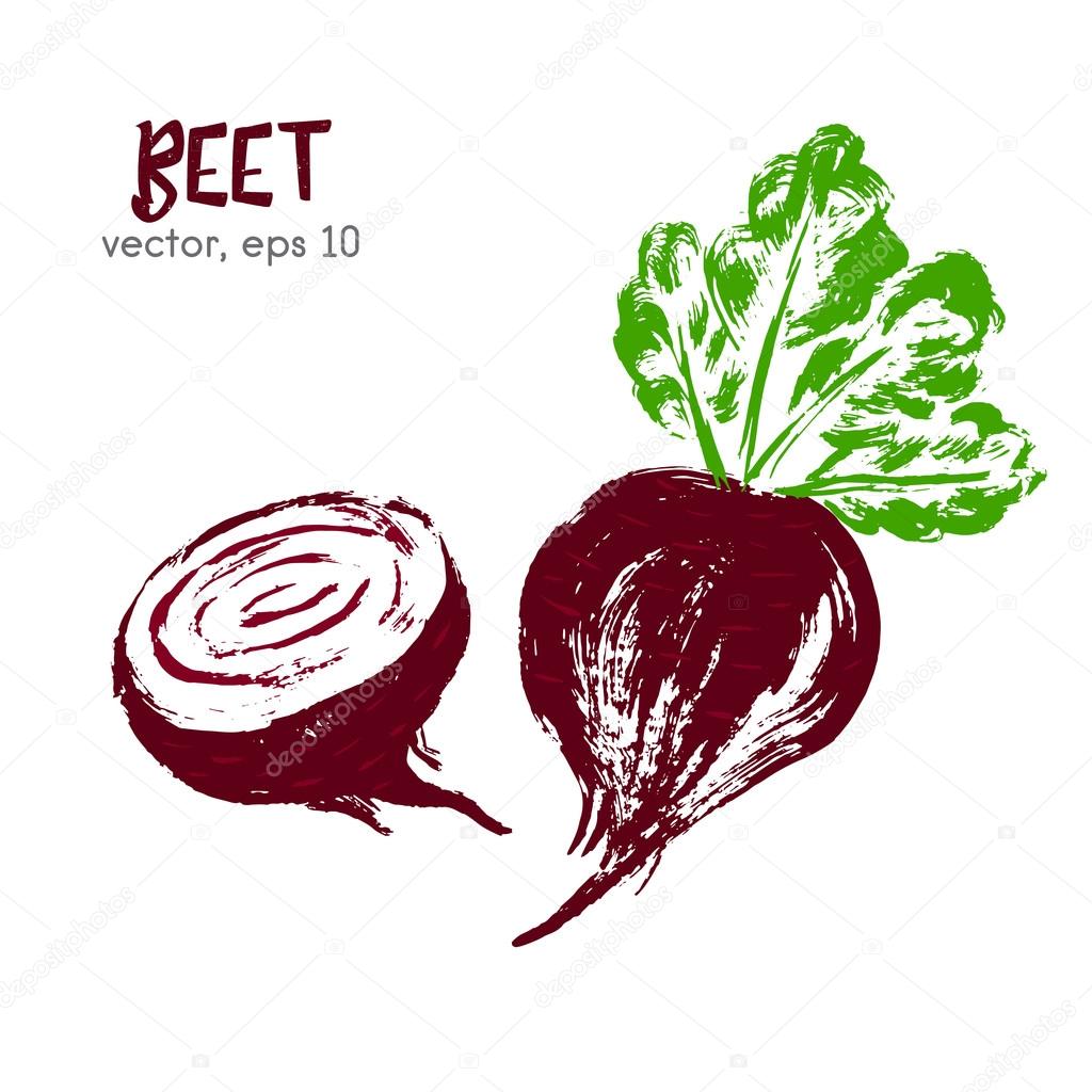 Sketched vegetable illustration of beet. Hand drawn brush food i