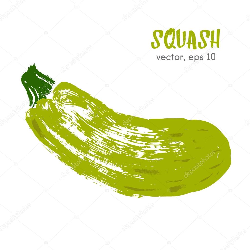Sketched vegetable illustration of squash. Hand drawn brush food
