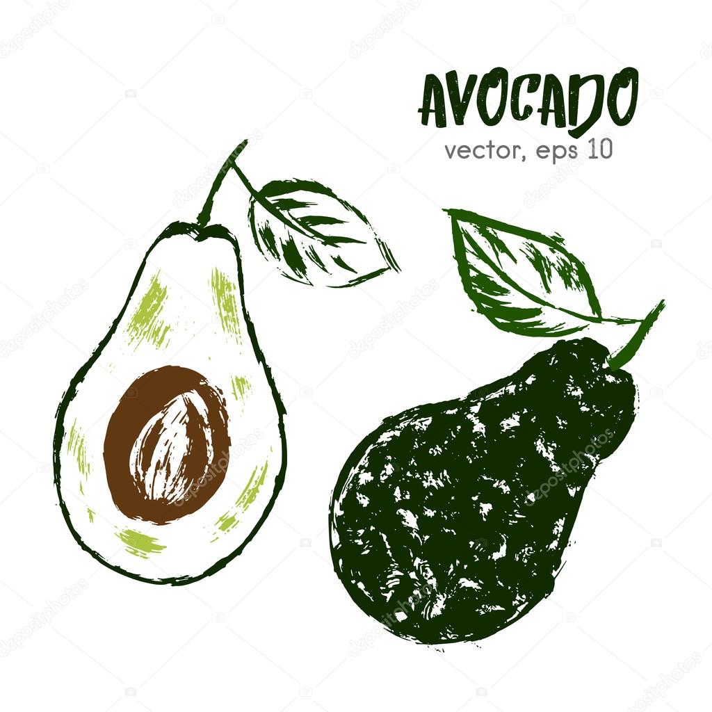 Sketched fruit illustration of avocado. Hand drawn brush food in