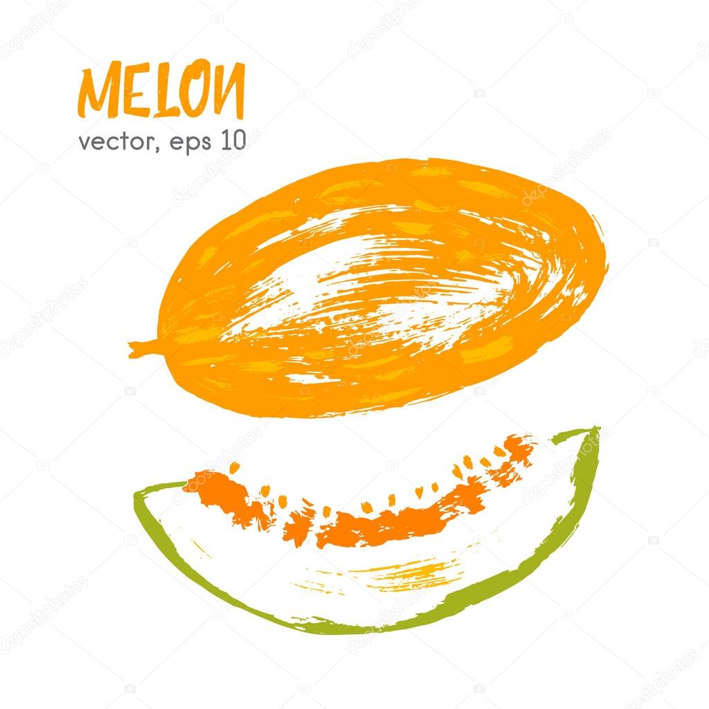 Sketched vegetable illustration of melon. Hand drawn brush food 