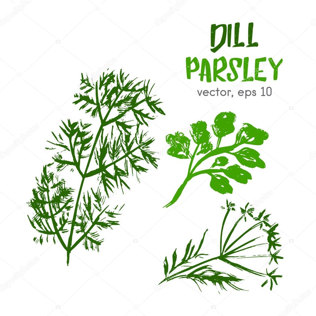 Sketched herbs illustration of dill and parsley. Hand drawn brus