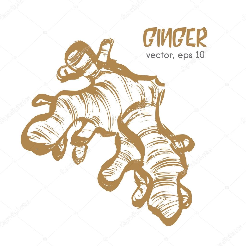Sketched root illustration of ginger. Hand drawn brush food ingr
