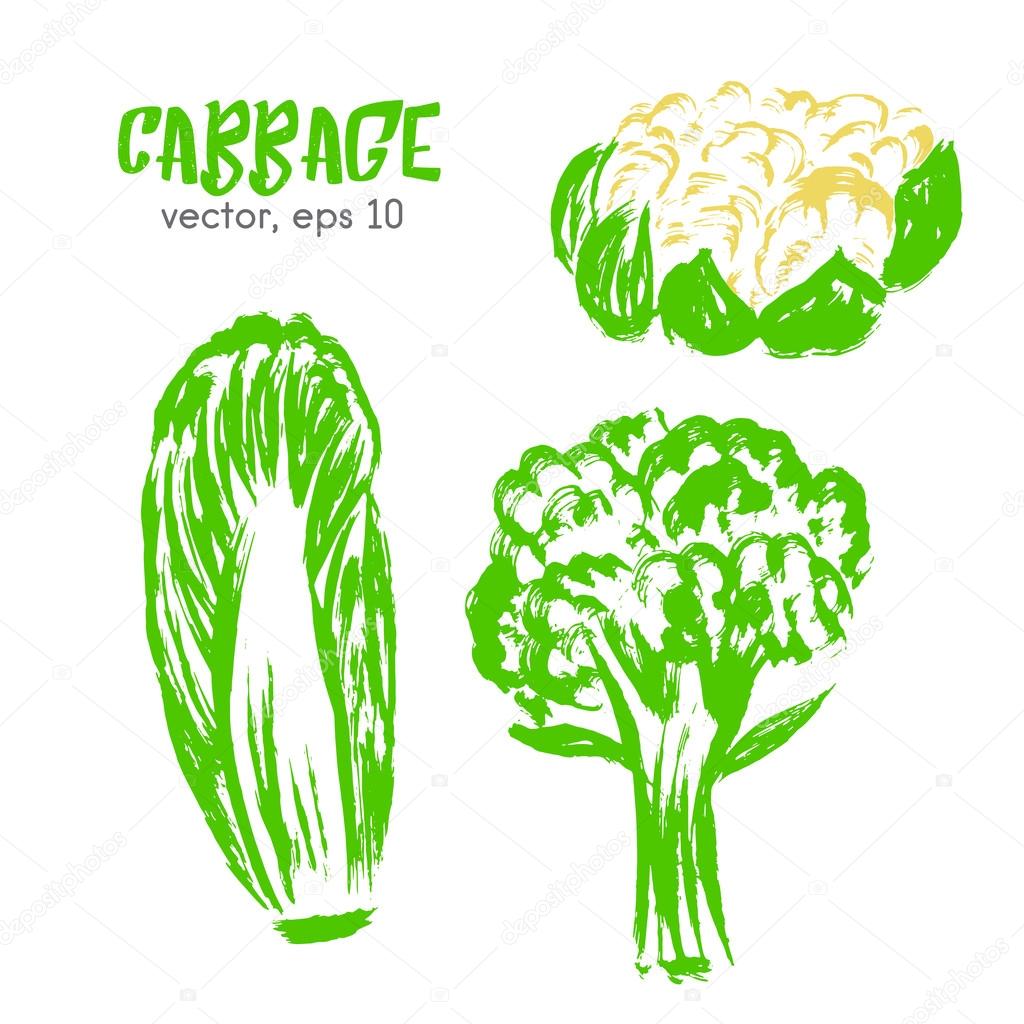 Sketched vegetable illustration of cabbage. Hand drawn brush foo