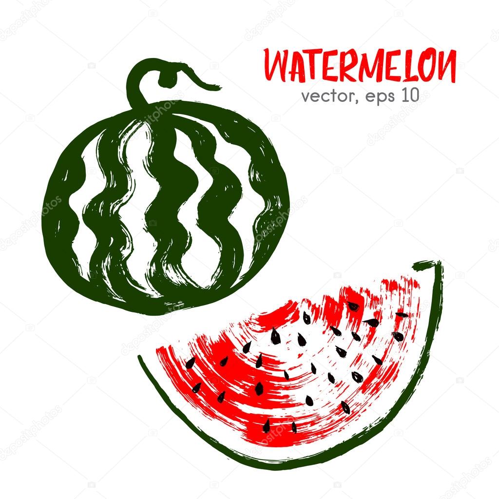 Sketched  illustration berry of watermelon. Hand drawn brush foo