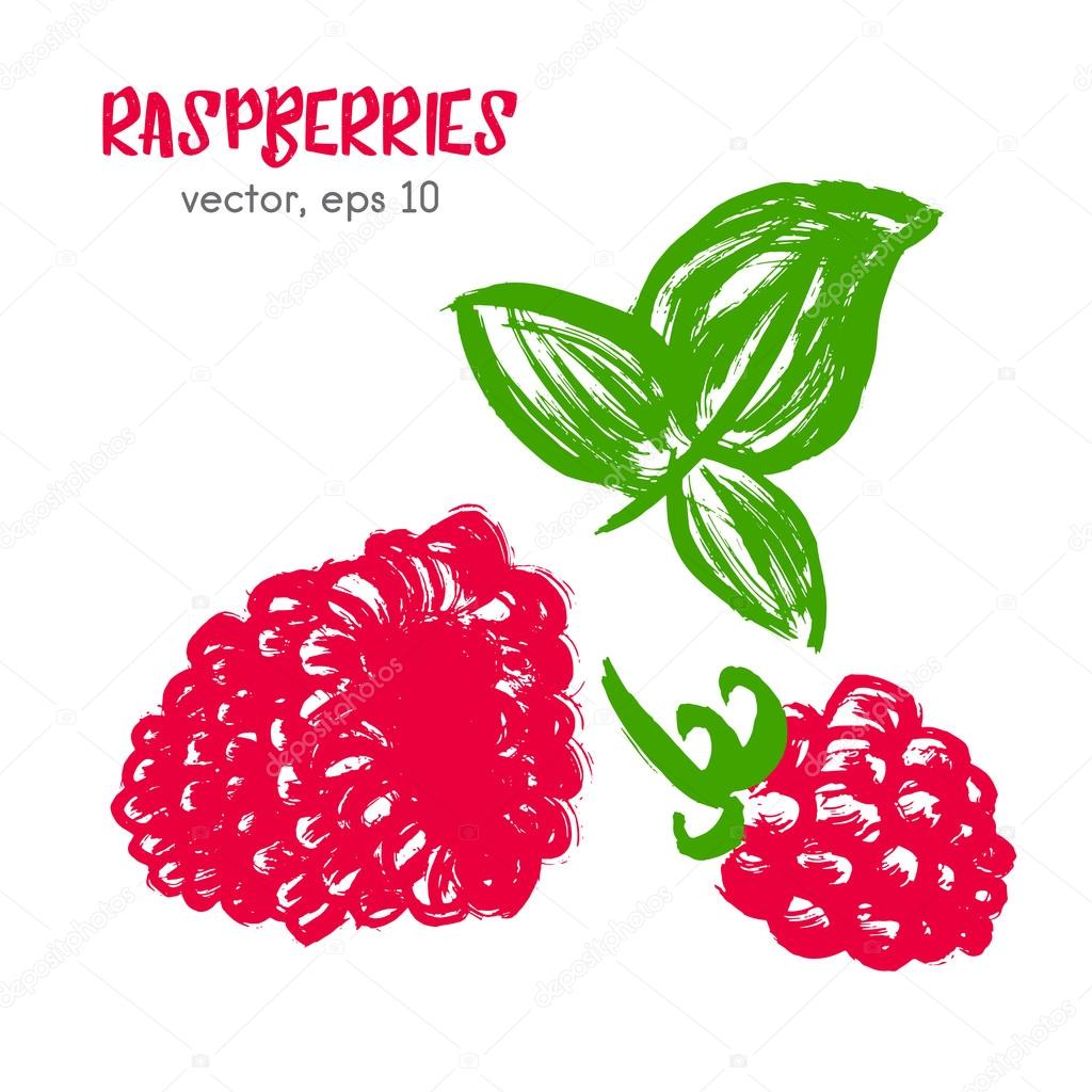 Sketched fruit illustration of raspberry. Hand drawn brush food 