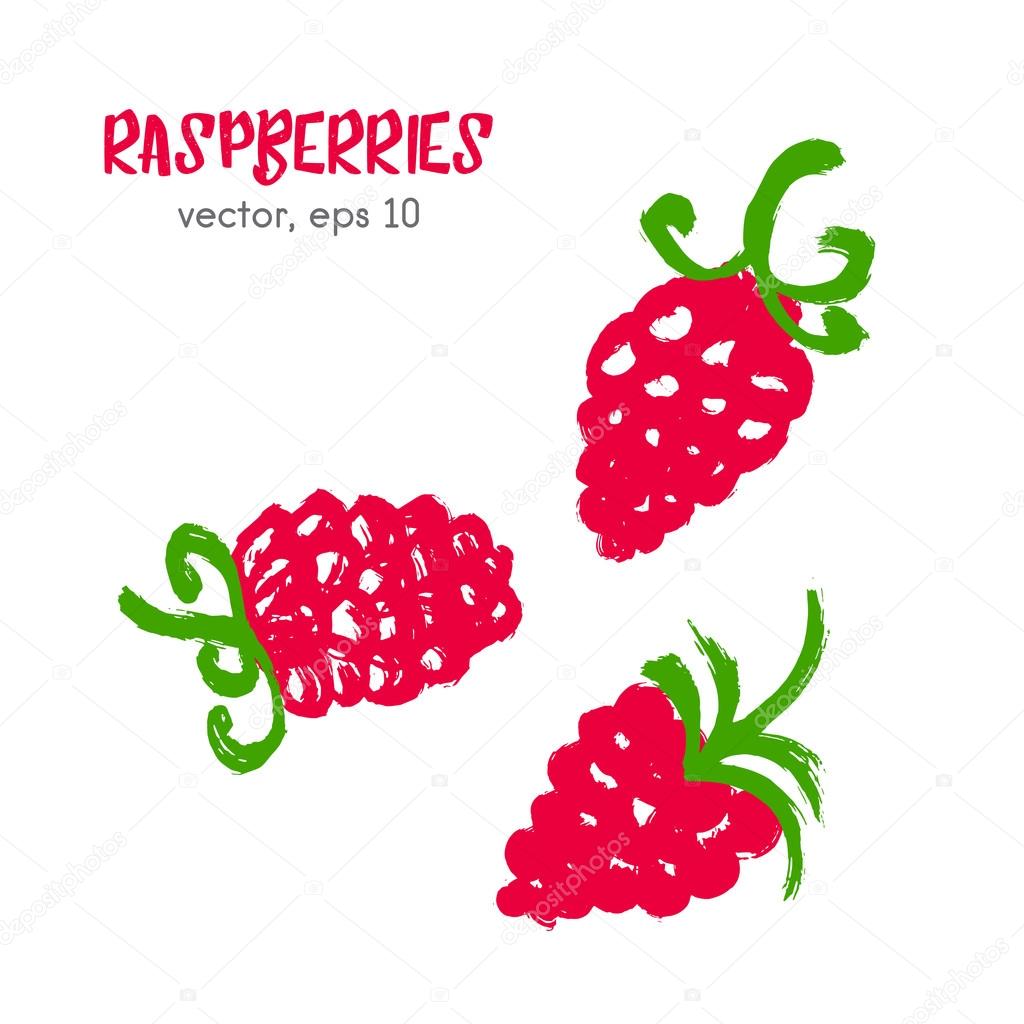 Sketched fruit illustration of raspberry. Hand drawn brush food 