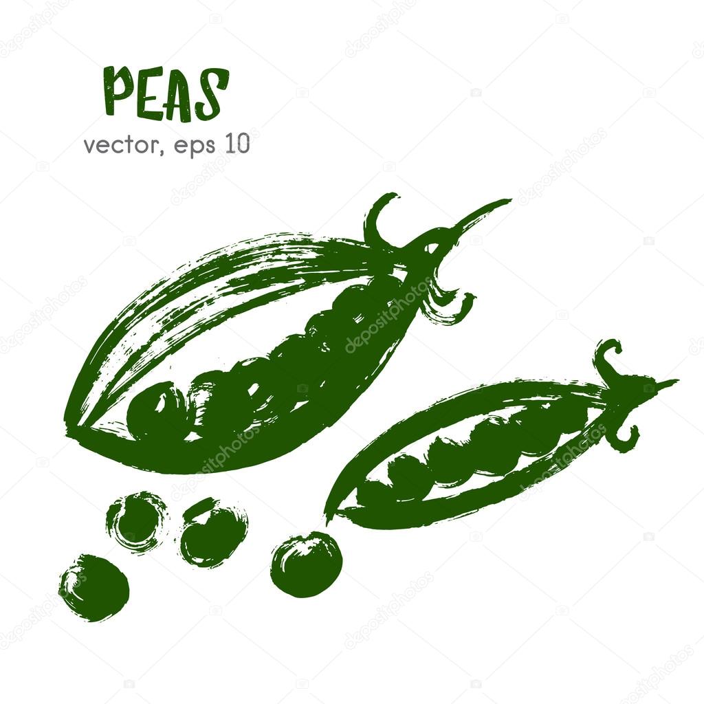 Sketched vegetable illustration of peas. Hand drawn brush food i