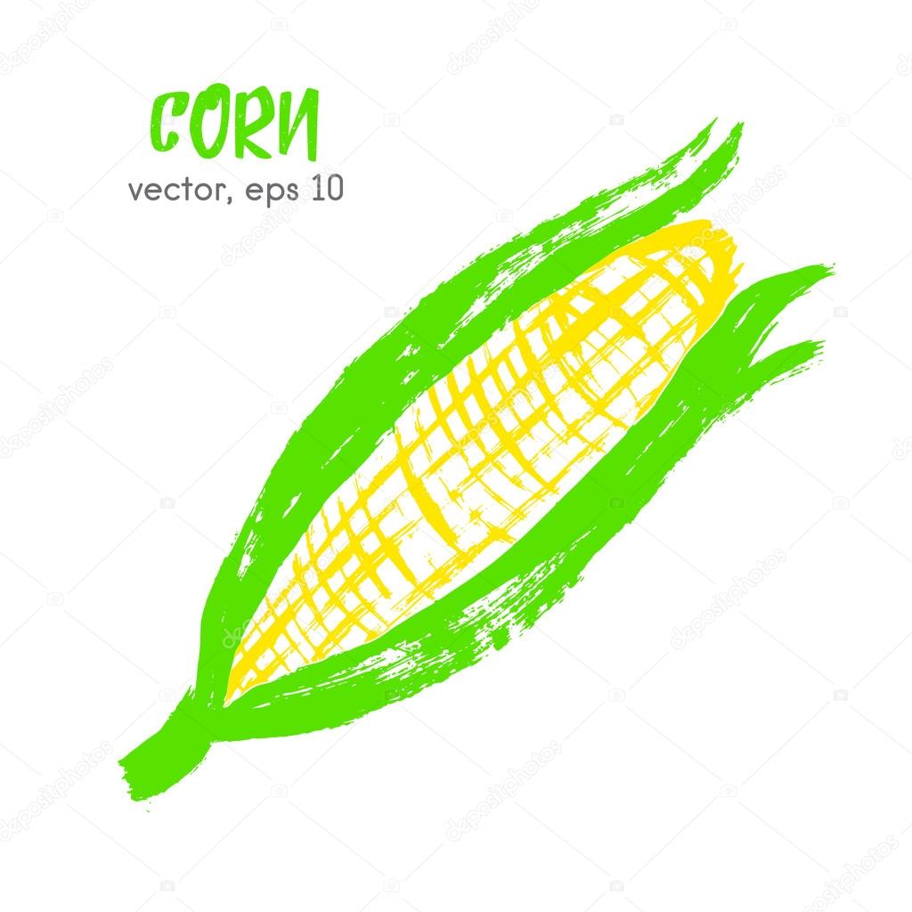 Sketched vegetable illustration of corn. Hand drawn brush food i