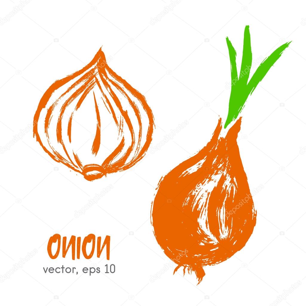 Sketched vegetable illustration of onion. Hand drawn brush food 