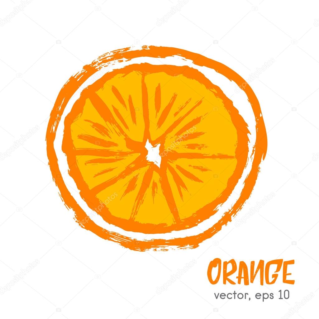 Sketched vegetable and fruit illustration of orange. Hand drawn 