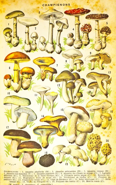 Different mushrooms set — Stock Image Different mushrooms set Stock Image