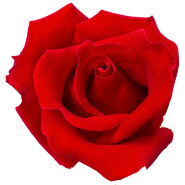 güzel kırmızı gül