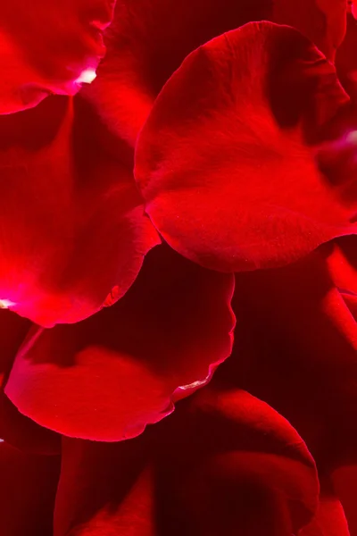 Krásné okvětní lístky červené růže — Stock fotografie