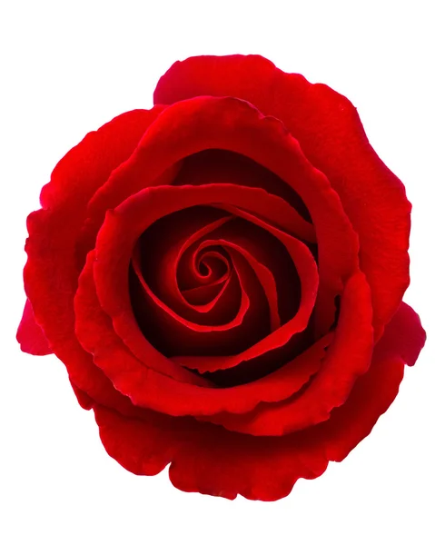 Beautiful red rose — Stock Photo, Image