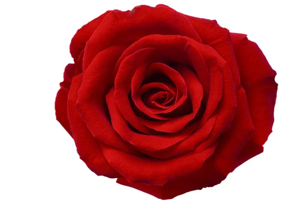 Hermosa rosa roja — Foto de Stock