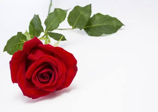 Red rose lying on table — Stock Photo, Image