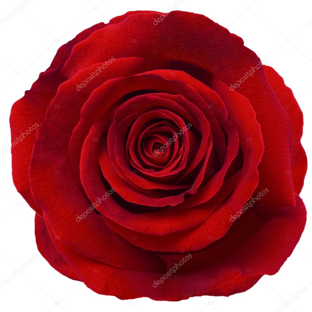 beautiful red rose