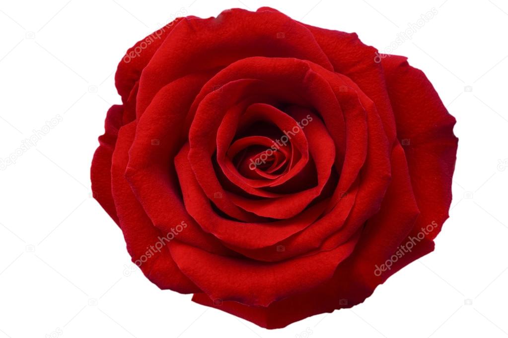 Belle rose rouge images libres de droit, photos de Belle rose rouge |  Depositphotos