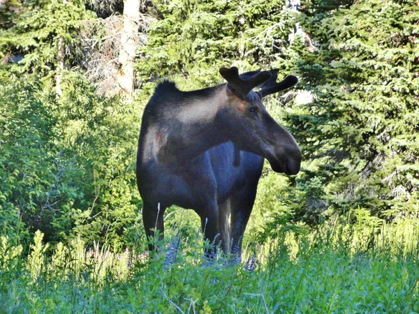 Utah Bull Moose — Fotografia de Stock