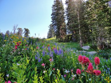 widflowers, Utah, yürüyüş, eğlence, arkadaşlar, Aile,