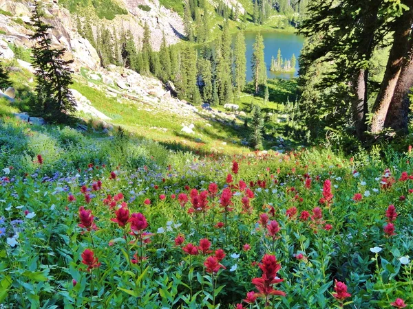 Восходящая красота, полевые цветы и озеро — стоковое фото