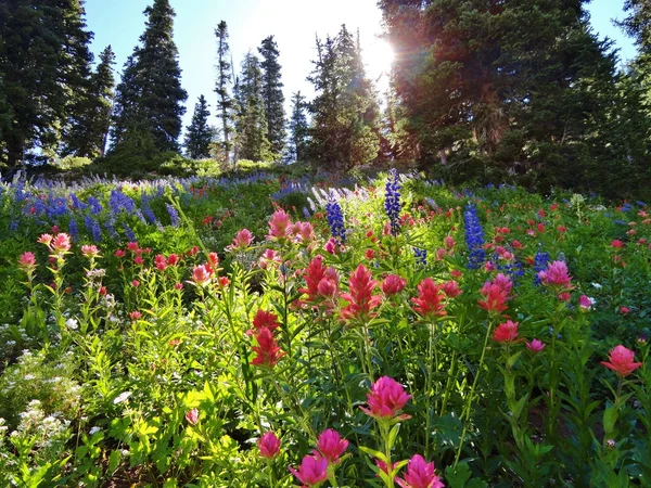 野生の花、ユタ州、ハイキング、楽しい ストック写真
