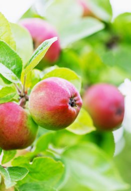 Olgun elma bahçesinde