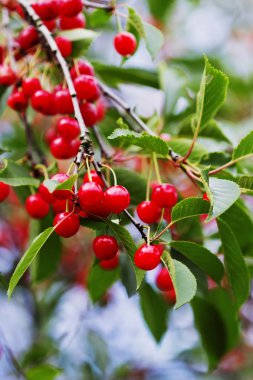 Olgun kırmızı kiraz