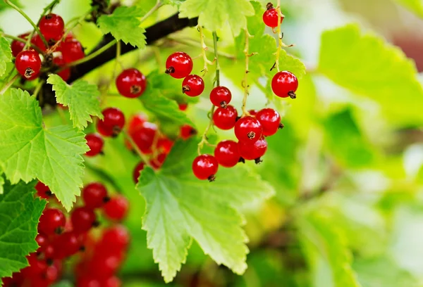 Reife rote Johannisbeeren — Stockfoto