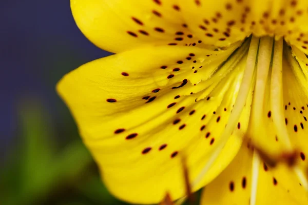 黄色いユリの咲く — ストック写真