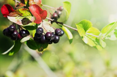 Olgun çilek chokeberries