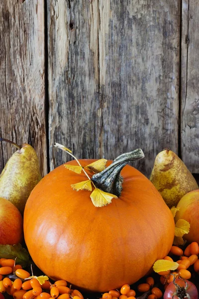 Large delicious pumpkin — Stock Photo, Image