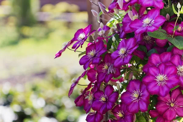 Purple clematis flowers — Stock Photo, Image