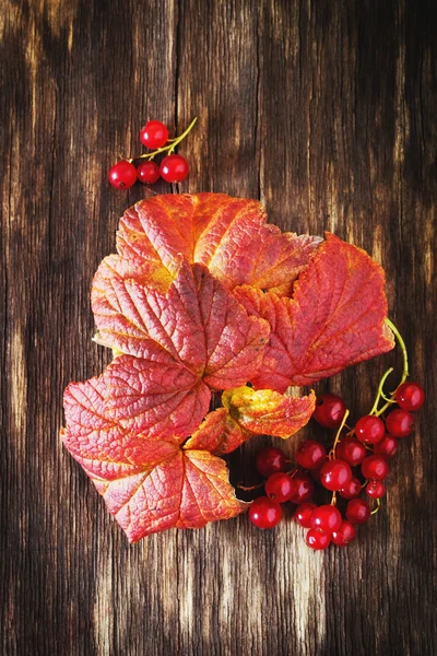 Leaves and berries — Stock Photo, Image