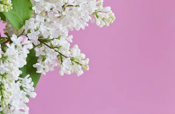 Fleurs lilas blanc — Photo