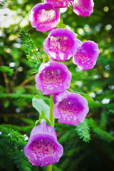 Flower foxglove — Stock Photo, Image