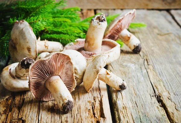 Funghi freschi — Foto Stock